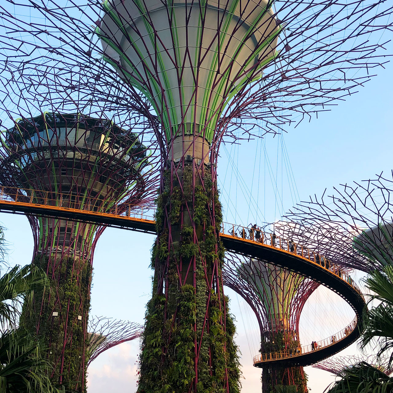 Supertrees. Gardens by the Bay, Singapore