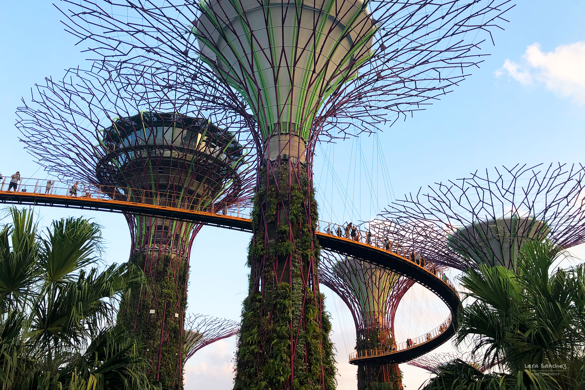 Supertrees. Gardens by the Bay, Singapore