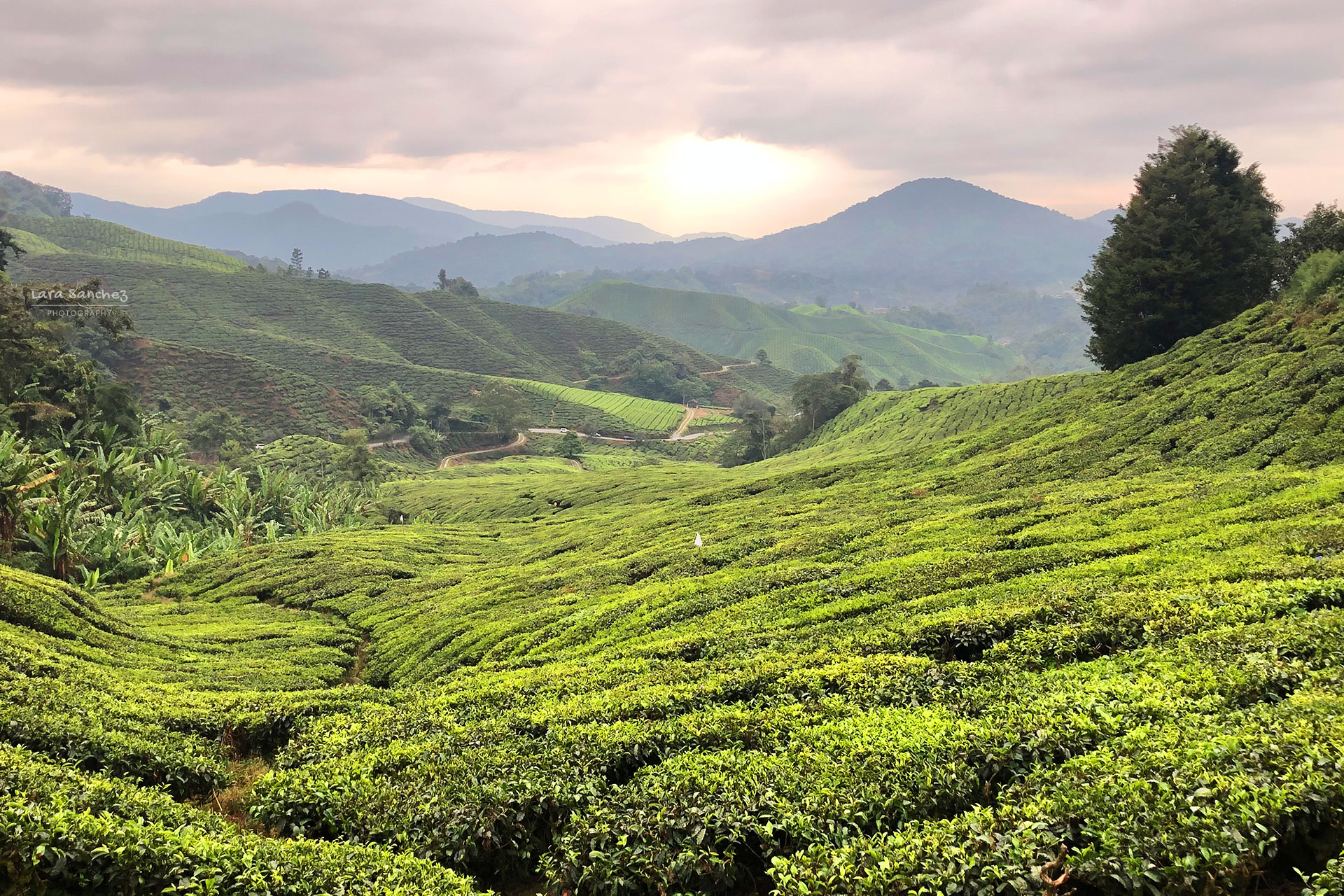 BOH Tea Plantation. Cameron Highlands, Malaysia