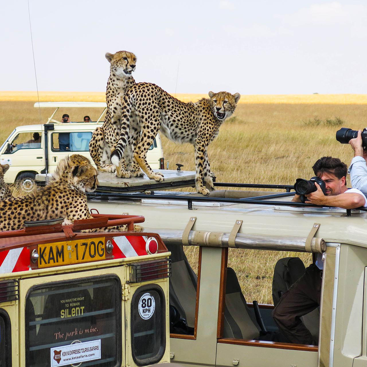 A group of cheetahs on top of some tourists jeeps. Masai Mara National Park, Kenya.