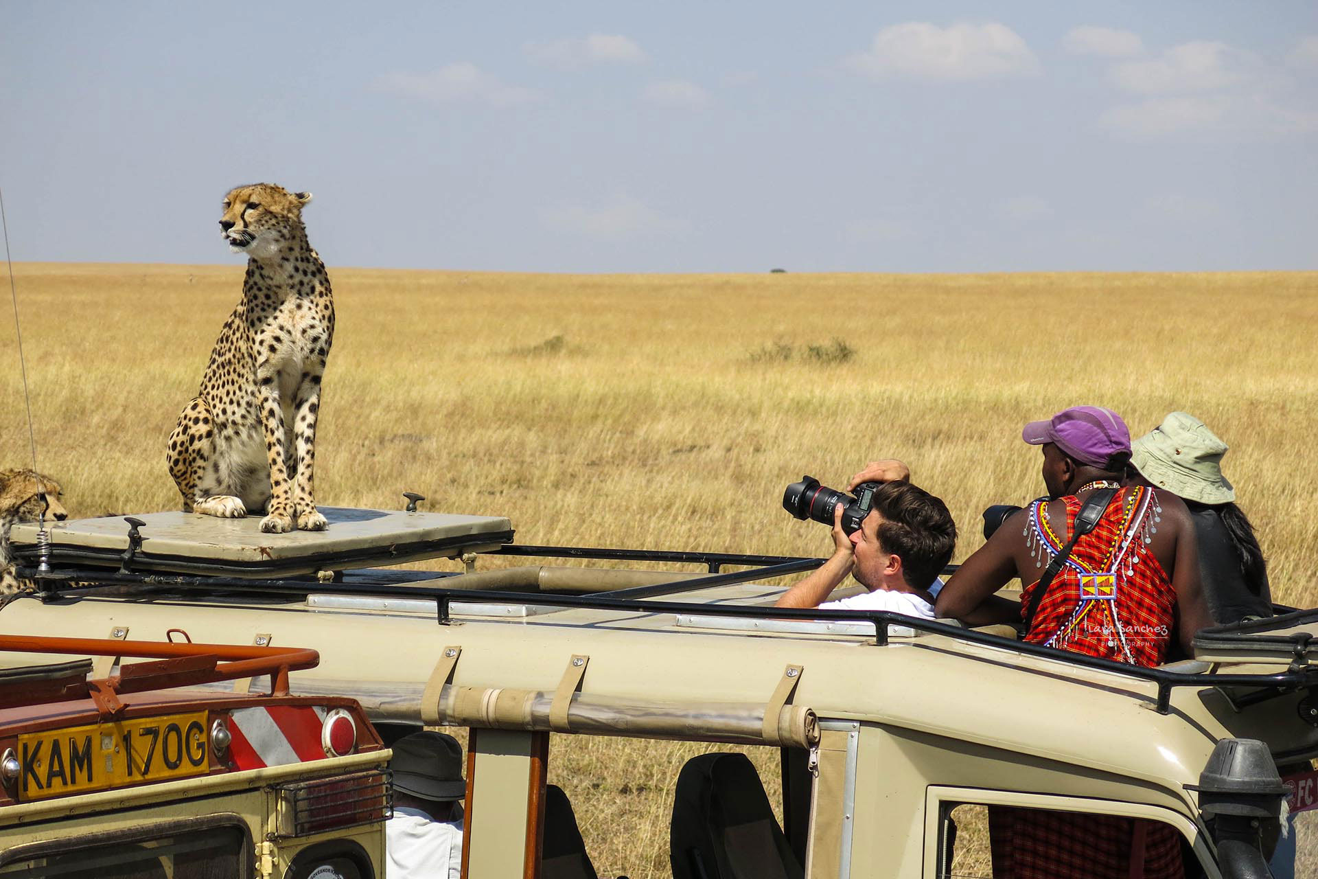 A cheetah posing for the photographer. Masai Mara National Park, Kenya.