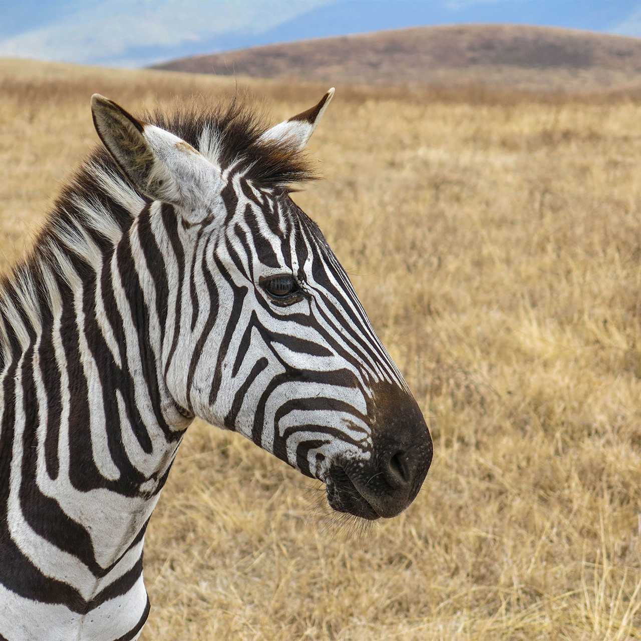 One of the many zebras you can see in the Ngorongoro Crater, in Northern Tanzania. Summer 2016